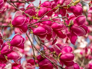 Bob Petersen: Exhibiting at the Norfolk Botanical Garden